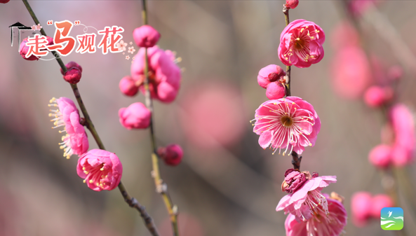 馬鞍山這里，已經(jīng)紅了！